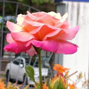 ����: ������