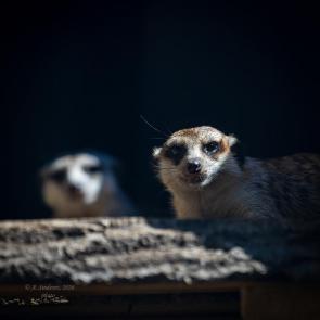����: �������