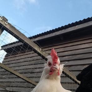 ����: �������� �������