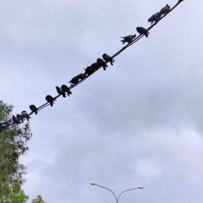� ����� �������� ����������