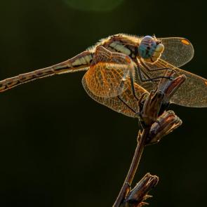 ���� ��������: 