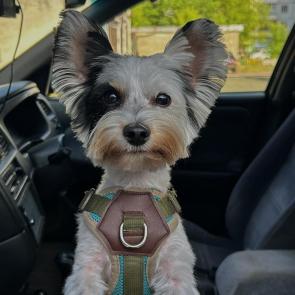 ����: 