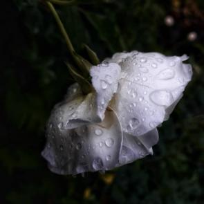 ����: ����� �����