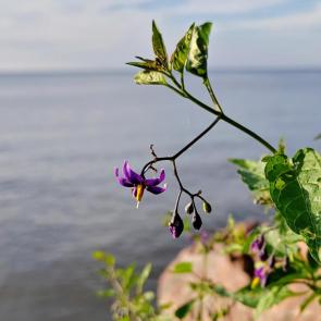 ����: ������� � �����������