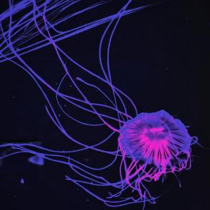 ����: 