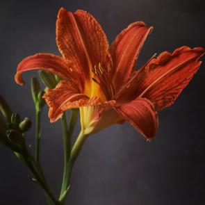 ����: ������� � ������ ��������