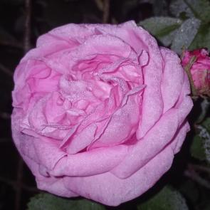 ����: 