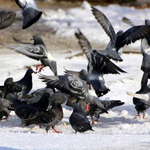 ����: ������