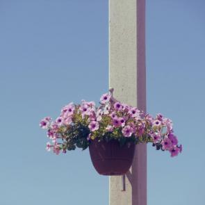 ����: ������