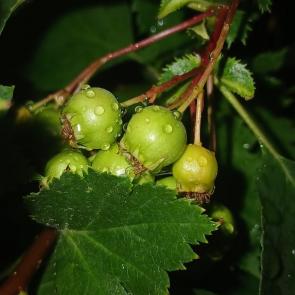 ����: ��������� 