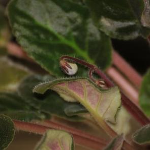 ����: �����