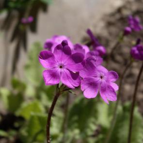 ����: ������� ������������(Primula vulgaris)