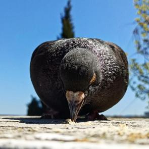 ����: 