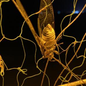 ���� ��������: 
