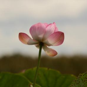 ����: 