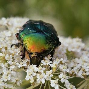 ����: 