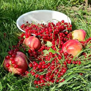 ���� ��������: 