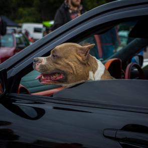 ����: ������� ������������