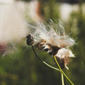 ���� ��������: �����������