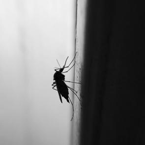 ����: �����