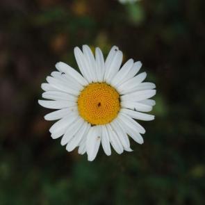 ������ �����
