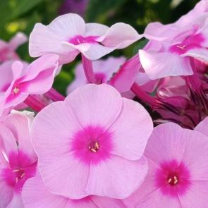 ���� ��������: 