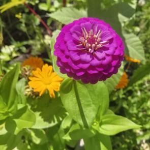 ����: ������