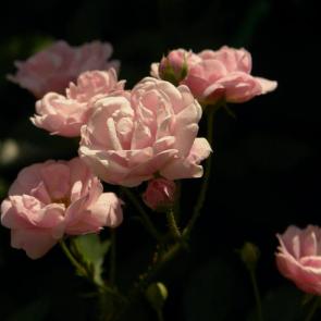 ����: 