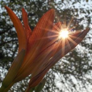 ����: �������� � ����