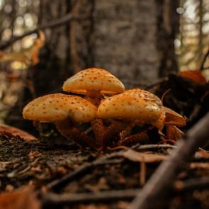 ����: ���-�� � ����