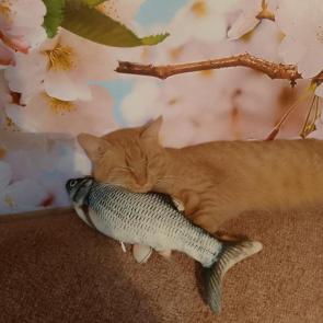 ����: ��� ����� &amp;#128008;