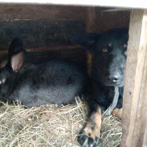 ����: 