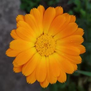 ����: 