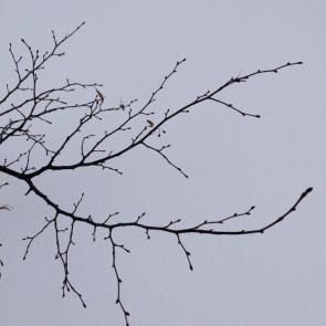 ����: 