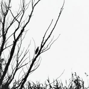 ����: 