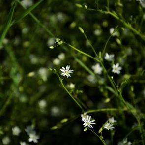 ����: ������ �����