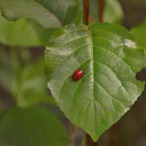 ����: 