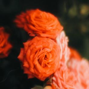 ����: ����