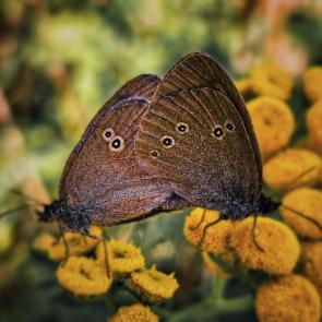 ���� ��������: 