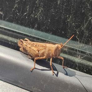 ���� ��������: 