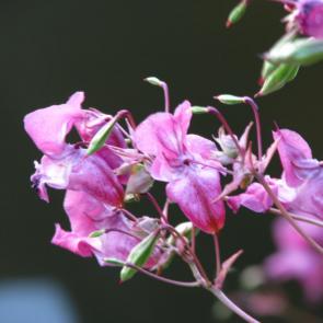 ����: 