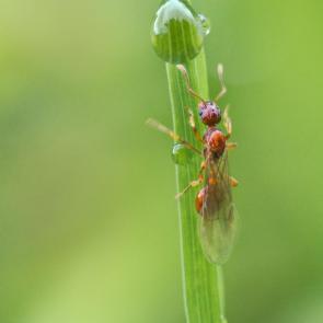 ����: ����� ������� (���. Myrmica rubra)  ���