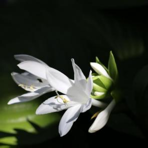 ����: 
