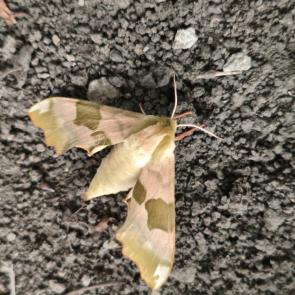 ����: ������ �������