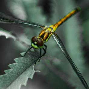 ����: ����