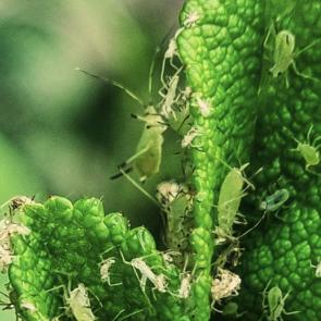 ���� ��������: 