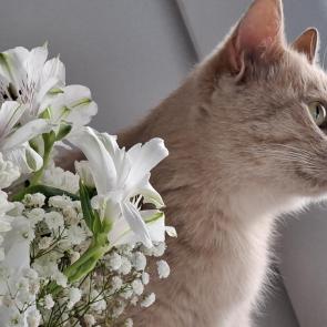 ����: ������