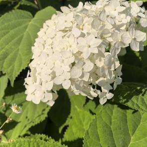 ����: 