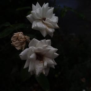 ����: ����� �� ������