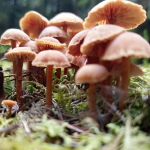 ���� ��������: 